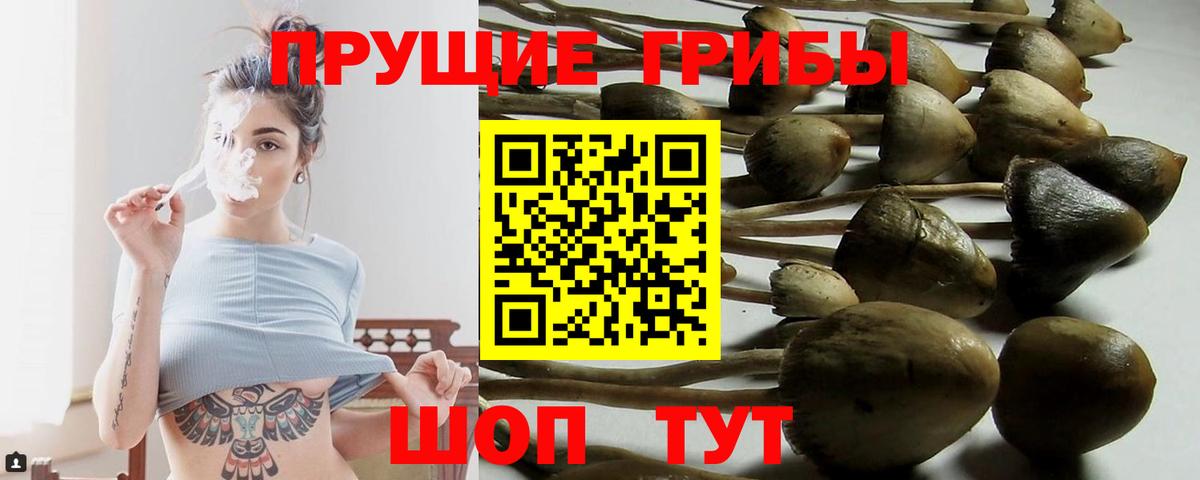 Галлюциногенные грибы Psilocybine cubensis Озёры